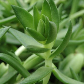 Crassula corymbulosa - Shark's Tooth
