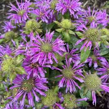 Monarda - 'Leading Lady Amethyst' Bee Balm