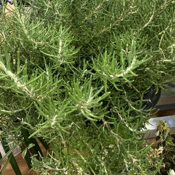 Rosmarinus officinalis - 'Chef's Choice&reg;' Rosemary