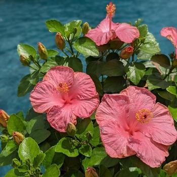 Hibiscus rosa-sinensis - Hollywood Hibiscus&reg; First Lady&trade;