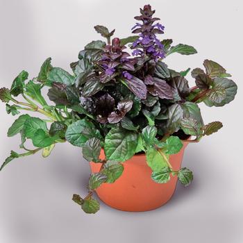 Ajuga x tenorii - 'Chocolate Chunk' Bugleweed
