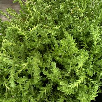 Sedum - 'Little Glow' Stonecrop