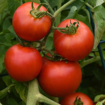 Solanum lycopersicon - Tomato Plants