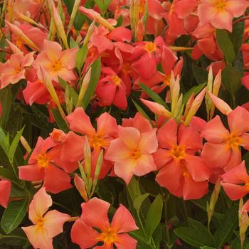 Mandevilla - Sun Parasol&reg; Firedup&trade; Orange