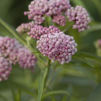 Asclepias incarnata - 'Cinderella' Butterfly Flower
