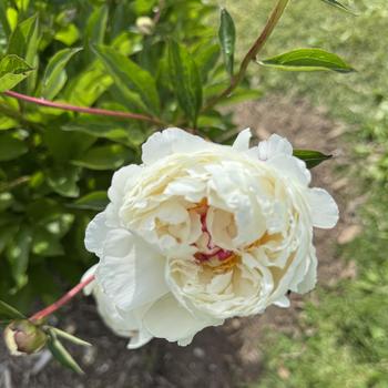 Paeonia lactiflora - 'Monsieur Dupont' Garden Peony