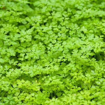Anthriscus cerefolium - 'Vertissimo' Chervil