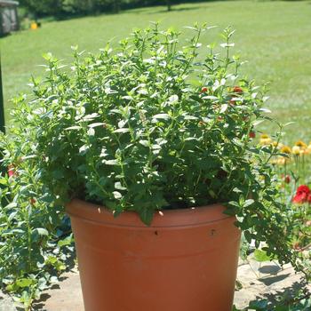 Mentha spicata - 'Julep' Spearmint