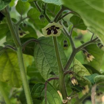 Physalis pruinosa - Ground Cherry