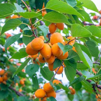 Prunus - 'Goldbar' Apricot