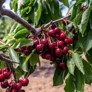 Prunus avium - Cherry Trees