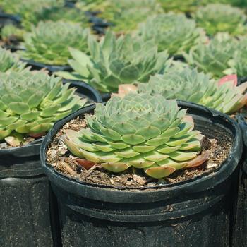 Sempervivum - 'Carmen' Hen & Chicks