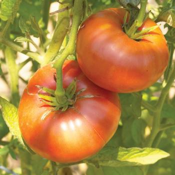 Lycopersicon - 'Brandywine' Tomato