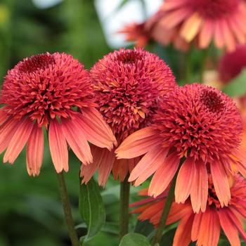 Echinacea - 'Carrot Cake' Coneflower 