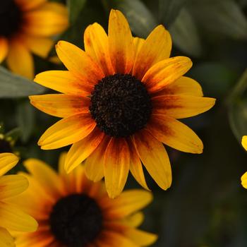 Rudbeckia - 'Suntacular' Black Eyed Susan