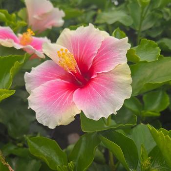 Hibiscus rosa-sinensis - Hollywood Hibiscus&reg; Series