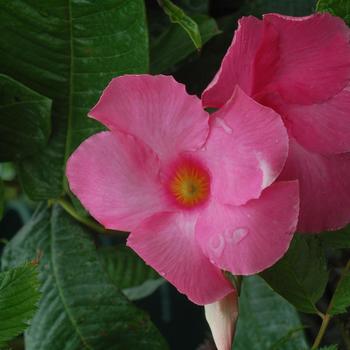 Mandevilla - Pink Mandevilla