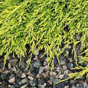 Juniperus horizontalis - 'Golden Carpet' Creeping Juniper