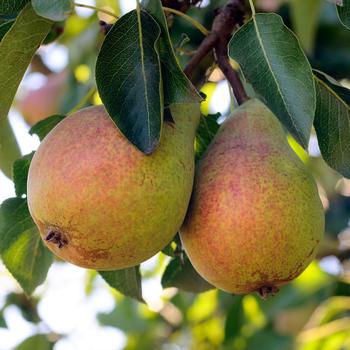 Pyrus communis - Pear Trees