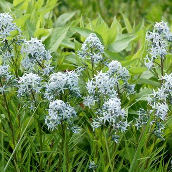 Amsonia - Baseball&trade; 'Bases Loaded'