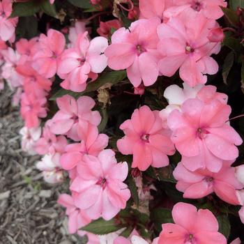 Impatiens () - SunPatiens&reg; Compact Coral Pink
