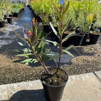 Asclepias curassavica - Milkweed