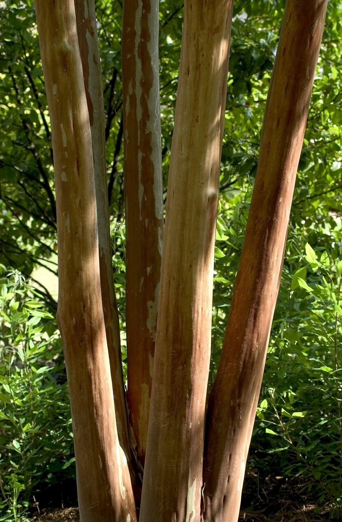 'Fantasy' Crapemyrtle - Lagerstroemia fauriei from Keathly Nursery