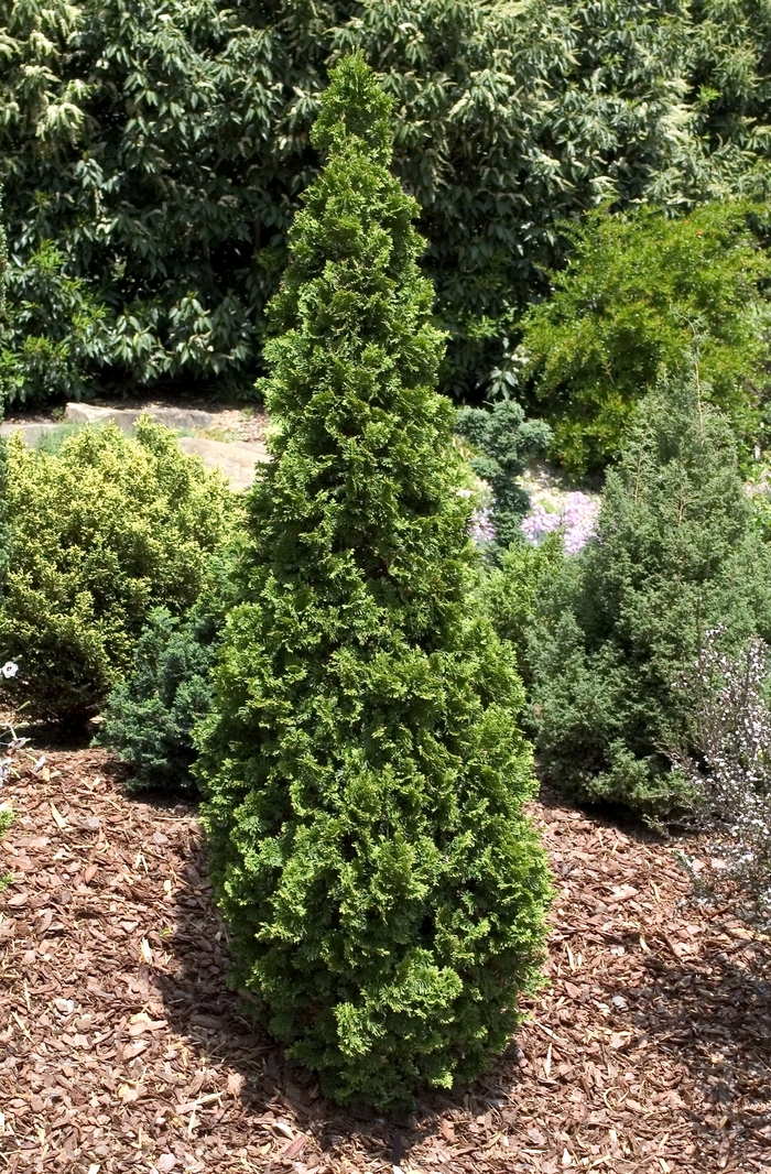 'Degroot's Spire' Arborvitae - Thuja occidentalis from Keathly Nursery