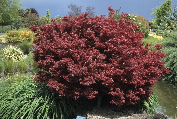 'Shaina' Japanese Maple - Acer palmatum from Keathly Nursery