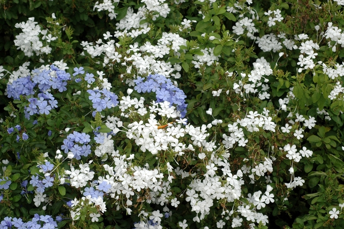 Plumbago - Plumbago auriculata from Keathly Nursery
