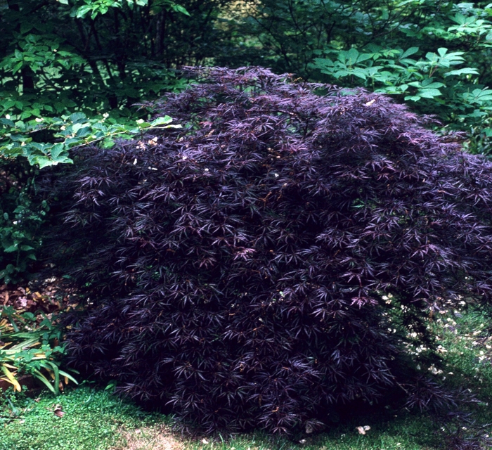 'Crimson Queen' Japanese Maple - Acer palmatum var. dissectum from Keathly Nursery