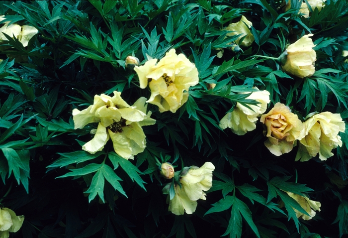 'Arcadia' Tree Peony - Paeonia suffruticosa from Keathly Nursery