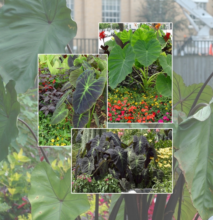 Assorted Elephant's Ear - Colocasia from Keathly Nursery