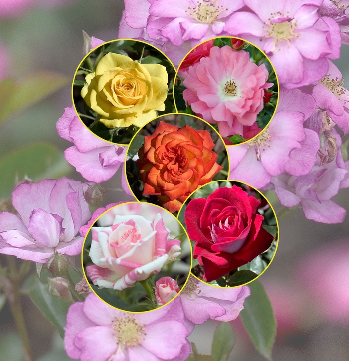 'Multiple Varieties' Rose - Rosa from Keathly Nursery