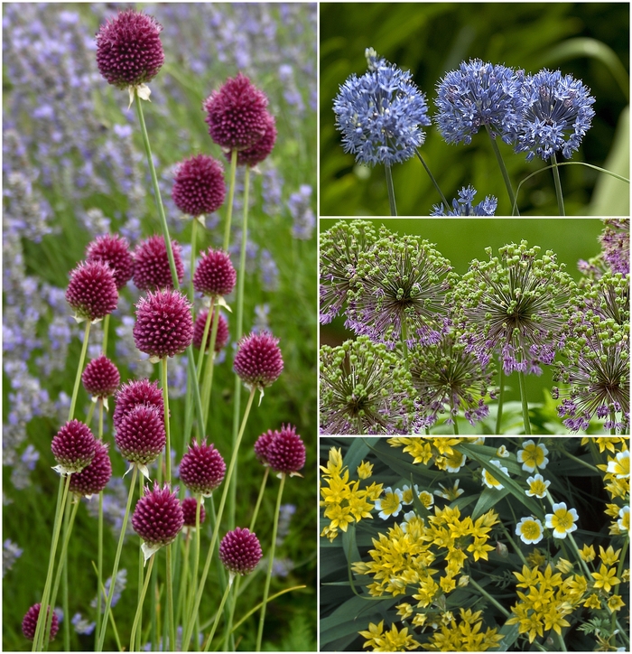 'Multiple Varieties' Ornamental Onion - Allium from Keathly Nursery