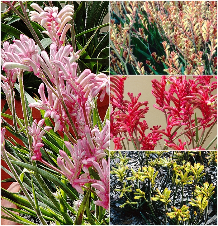 'Multiple Varieties' Kangaroo Paws - Anigozanthos from Keathly Nursery