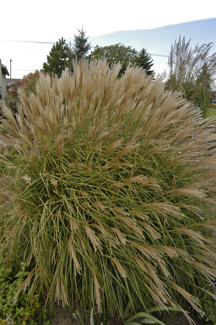 'Adagio' Dwarf Japanese Silver Grass - Miscanthus sinensis from Keathly Nursery