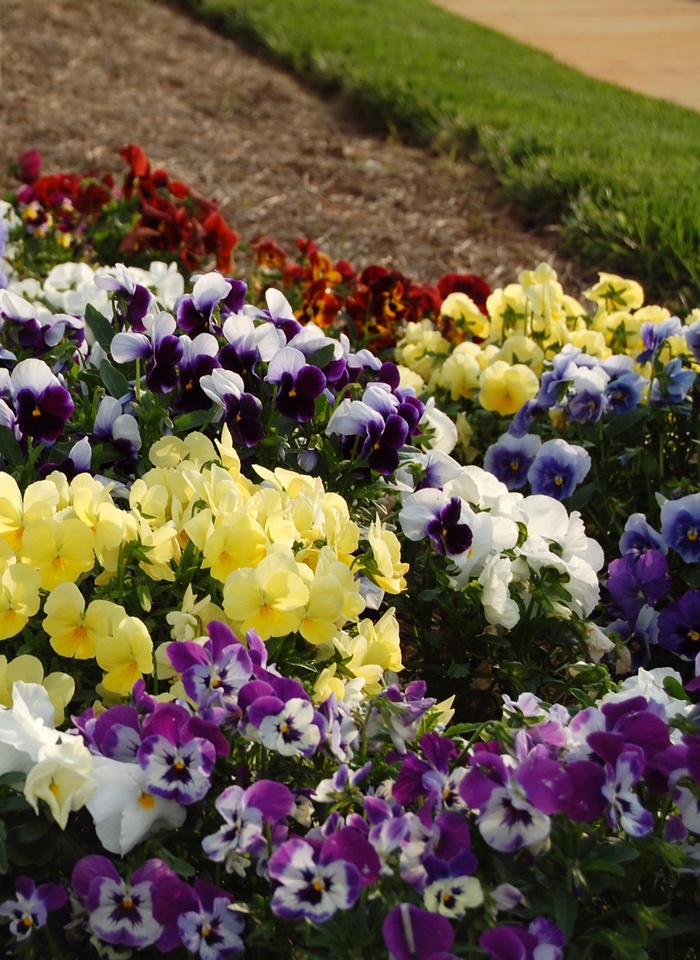'Multiple Varieties' Pansy - Viola from Keathly Nursery