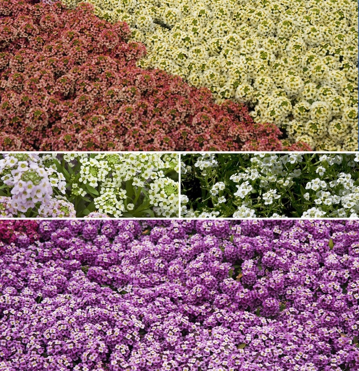 Assorted Alyssum - Lobularia from Keathly Nursery