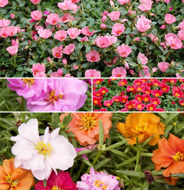 'Multiple Varieties' - Portulaca from Keathly Nursery