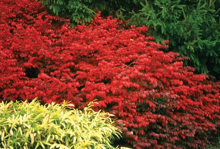 ''Fire Ball&reg;'' Burning Bush - Euonymus alatus from Keathly Nursery