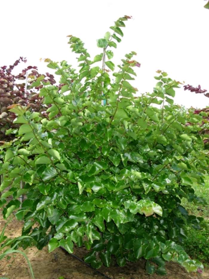 'Oklahoma' Redbud - Cercis canadensis var. texensis from Keathly Nursery