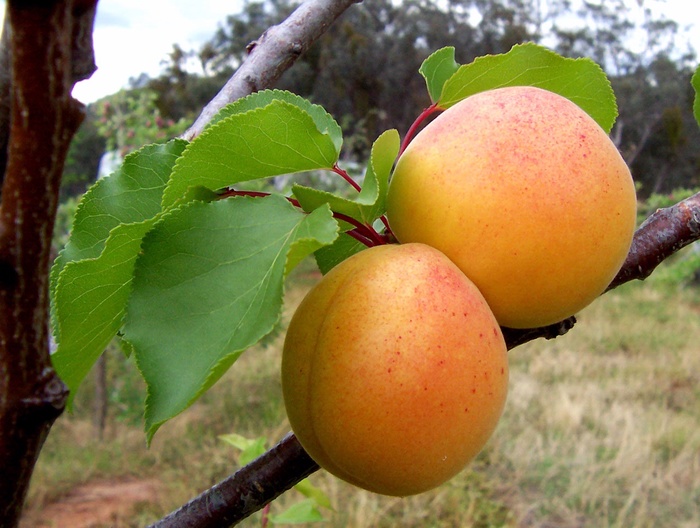 Apricot Trees - Prunus armeniaca from Keathly Nursery