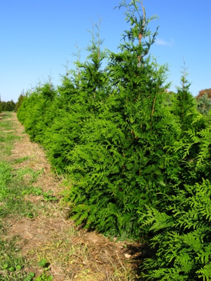 'Green Giant' Giant Arborvitae - Thuja from Keathly Nursery