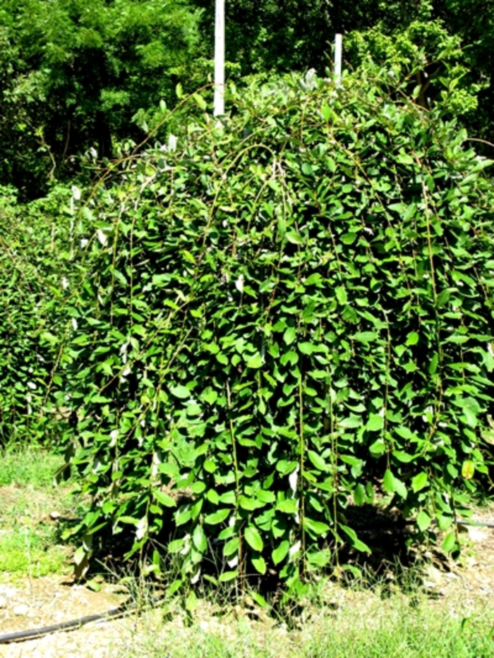 'Pendula' Weeping Pussy Willow - Salix caprea from Keathly Nursery