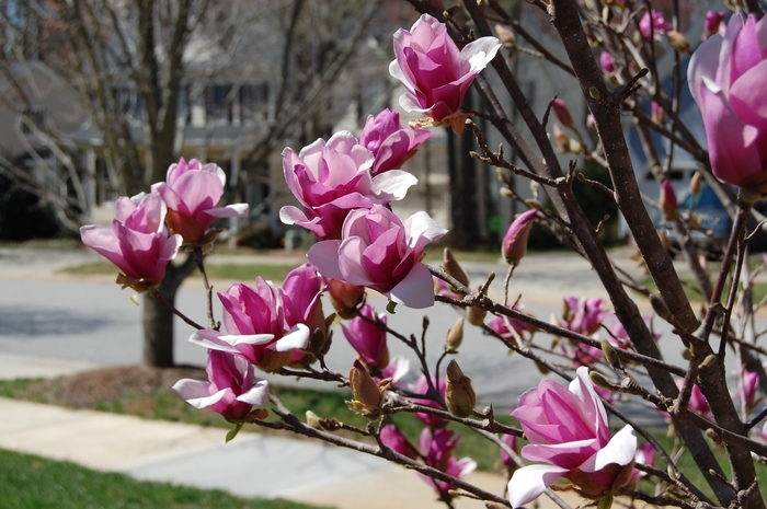 'Ann' - Magnolia from Keathly Nursery