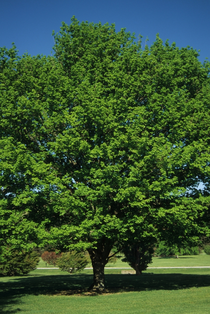 Sugar Maple - Acer saccharum from Keathly Nursery