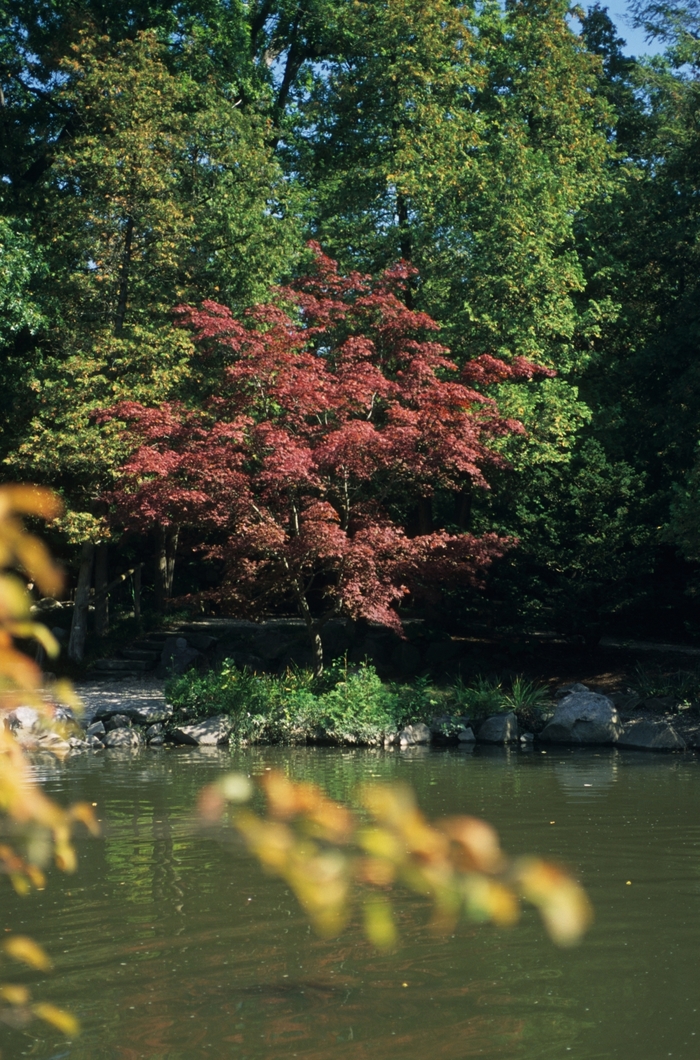 Maple - Acer from Keathly Nursery