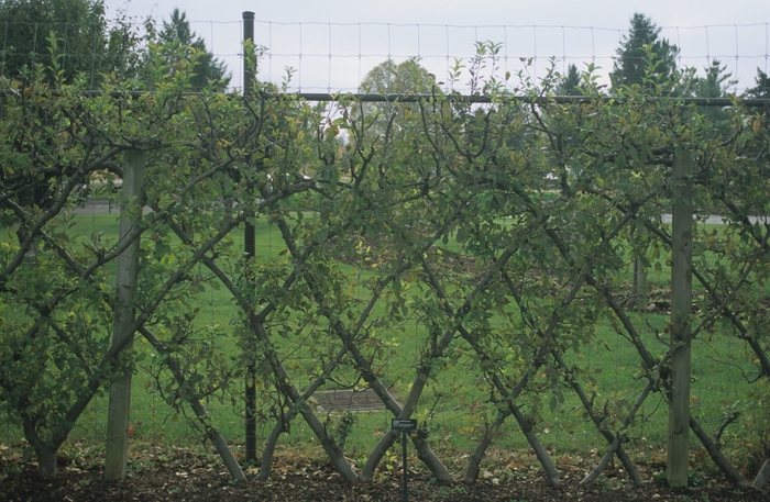 'Yellow Delicious' Apple - Malus domestica from Keathly Nursery