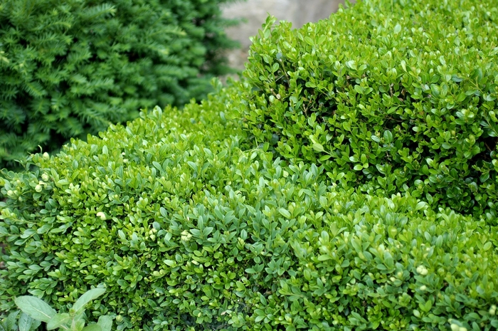 'Green Gem' Boxwood - Buxus from Keathly Nursery